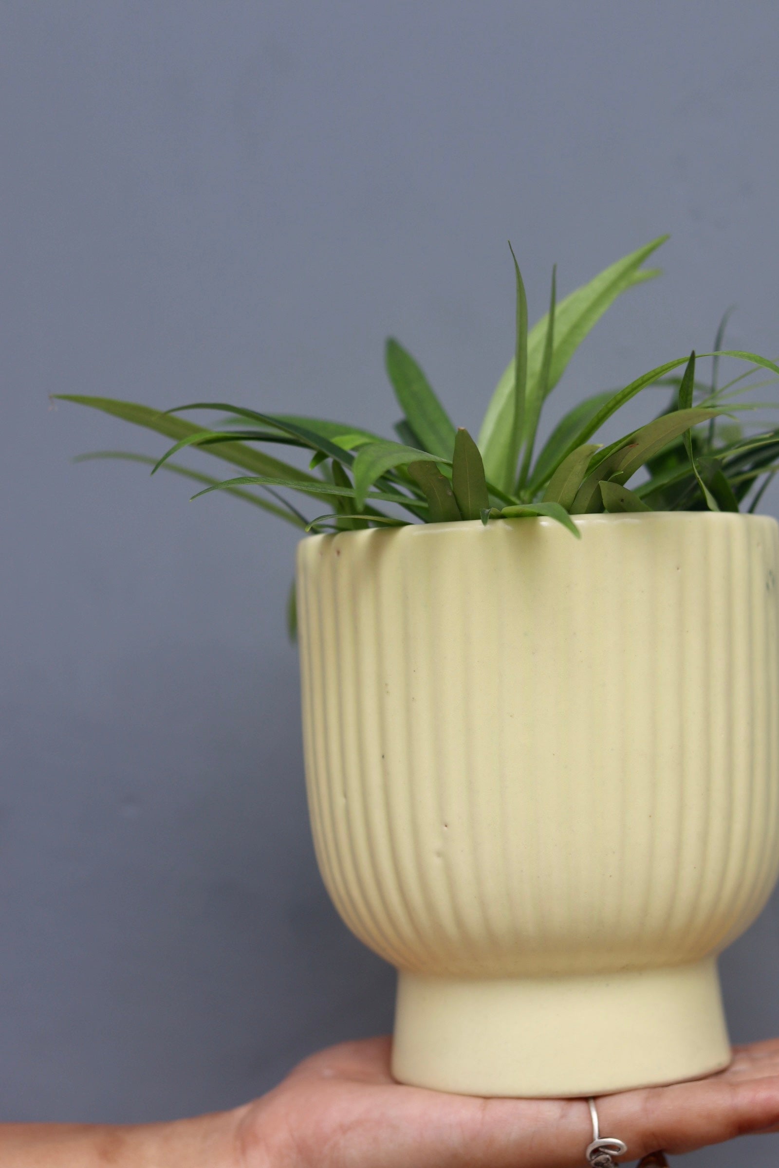 Ceramic plant pot in hand