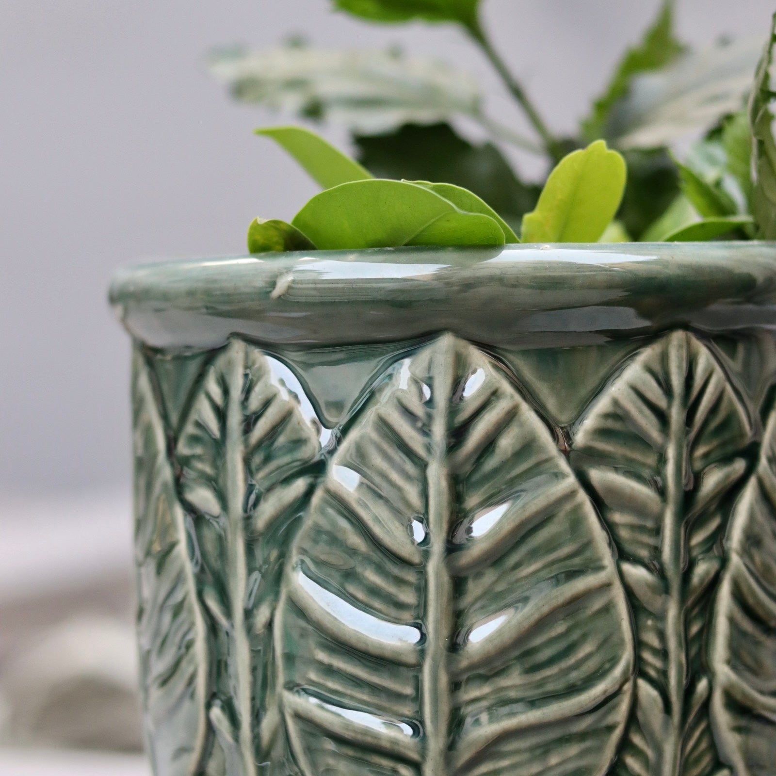 Ceramic planter with plant