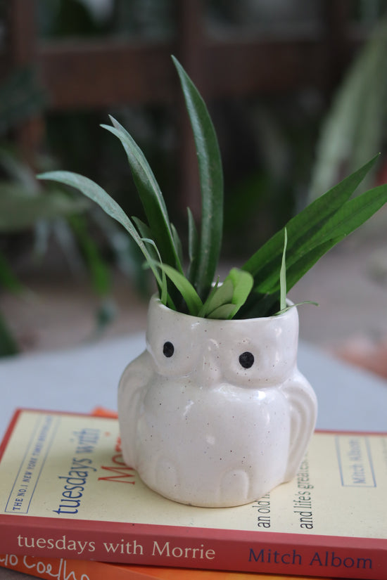 Owl planter with plant