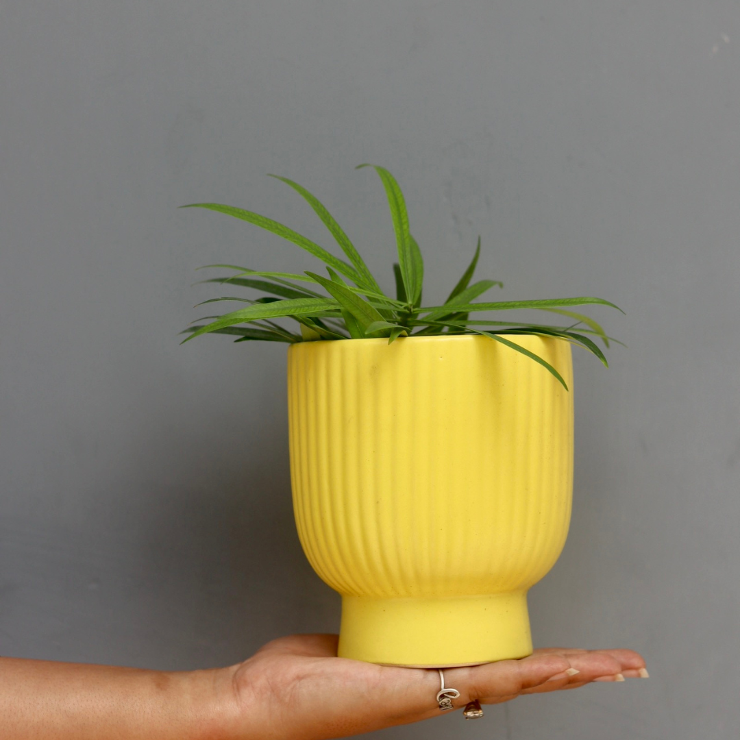 Yellow Round Lined Planter In Hand