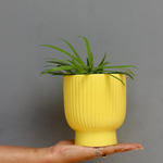 Yellow Round Lined Planter In Hand