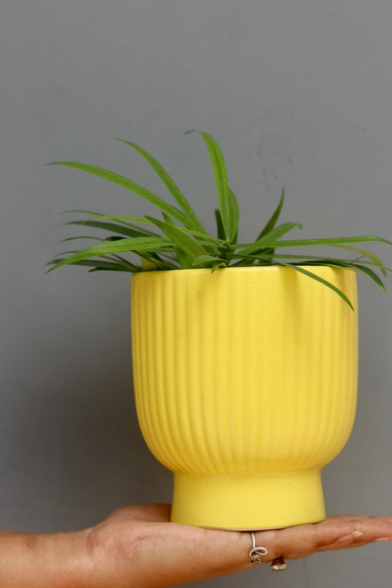 Yellow Round Lined Planter In Hand