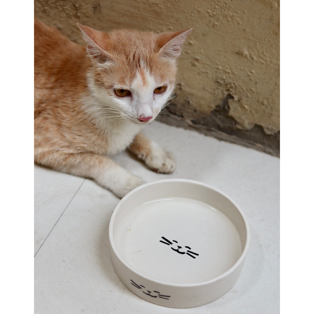 Cat pet bowl with a white cat