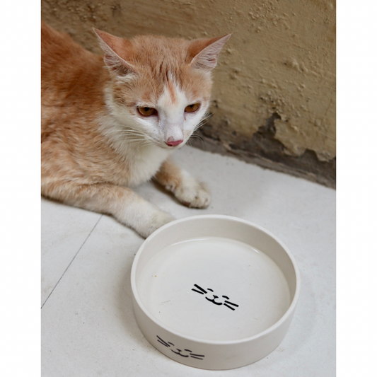 Cat Pet Bowl